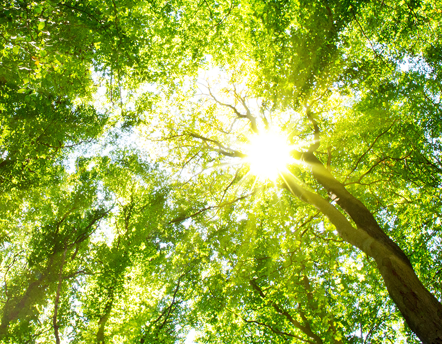 Sonnenlicht im grünen Wald – Symbol für Klimastrategie und Nachhaltigkeit in der Kunststoffverarbeitung